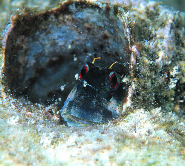 Blenniella periophthalmus